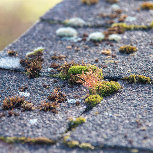 Algae