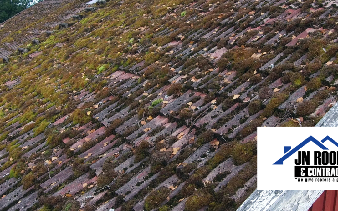 Is That Moss or Mould? Identifying Simcoe County Roof Growths